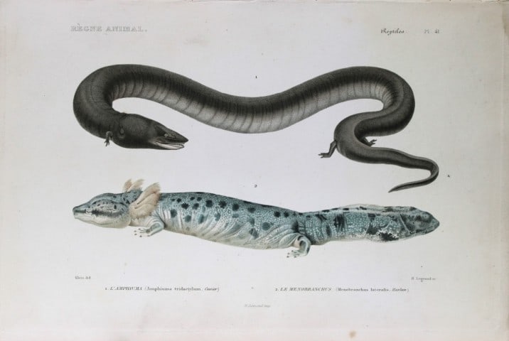 Cuvier - Engraving of Three-toed amphiuma and Menobranchus 1836: This antique engraving is from Le Regne Animal (The Animal Kingdom) by Baron Georges Cuvier. Published by Fortin, Masson et Cie and printed by N Remond, Paris 1836.Artists who contributed to this volu