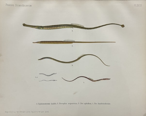 Wilhelm von Wright - Beautiful lithograph of Scandinavian Fishes 1892: This lithograph is from the second larger edition of Skandinaviens Fiskar or The Fishes of Scandinavia drawn by Wilhelm von Wright.Published by Norsted and Soners Forlag, Stockholm, 1892.This work pro