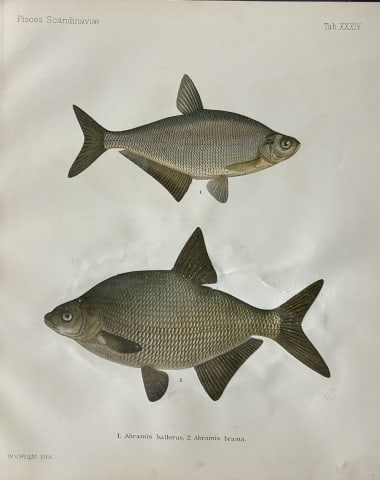 Wilhelm von Wright - Beautiful lithograph of Scandinavian Fishes 1892: This lithograph is from the second larger edition of Skandinaviens Fiskar or The Fishes of Scandinavia drawn by Wilhelm von Wright.Published by Norsted and Soners Forlag, Stockholm, 1892.This work pro