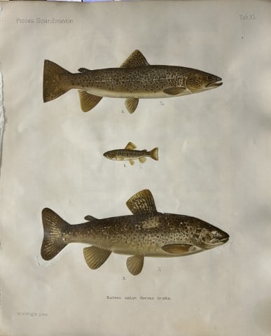 Wilhelm von Wright - Beautiful lithograph of Scandinavian Fishes 1892: This lithograph is from the second larger edition of Skandinaviens Fiskar or The Fishes of Scandinavia drawn by Wilhelm von Wright.Published by Norsted and Soners Forlag, Stockholm, 1892.This work pro