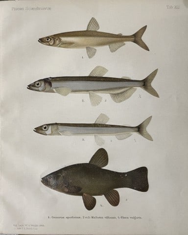 Wilhelm von Wright - Beautiful lithograph of Scandinavian Fishes 1892: This lithograph is from the second larger edition of Skandinaviens Fiskar or The Fishes of Scandinavia drawn by Wilhelm von Wright.Published by Norsted and Soners Forlag, Stockholm, 1892.This work pro