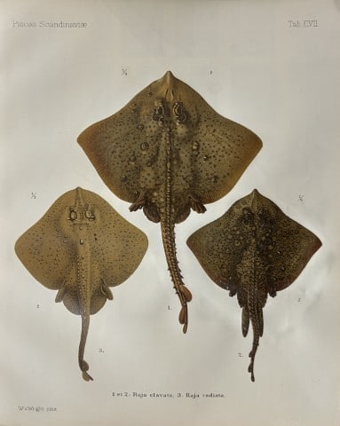 Wilhelm von Wright - Beautiful lithograph of Scandinavian Fishes 1892: This lithograph is from the second larger edition of Skandinaviens Fiskar or The Fishes of Scandinavia drawn by Wilhelm von Wright.Published by Norsted and Soners Forlag, Stockholm, 1892.This work pro