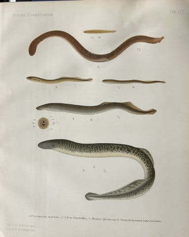 Wilhelm von Wright - Beautiful lithograph of Scandinavian Fishes 1892: This lithograph is from the second larger edition of Skandinaviens Fiskar or The Fishes of Scandinavia drawn by Wilhelm von Wright.Published by Norsted and Soners Forlag, Stockholm, 1892.This work pro