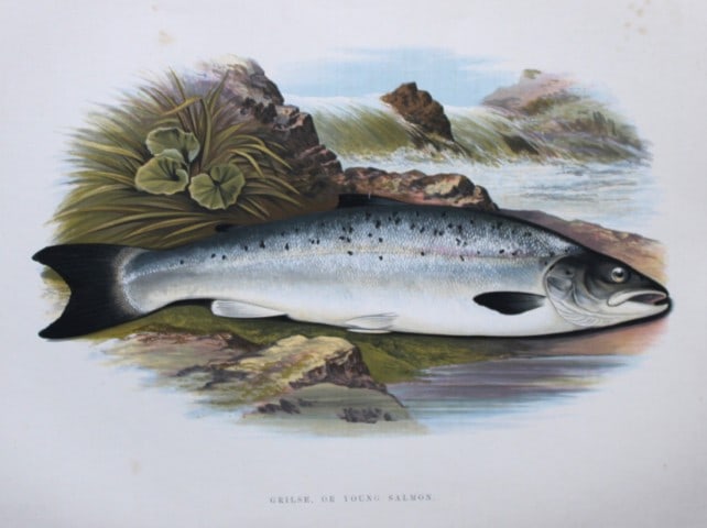 Rev Houghton - Grilse or Young Salmon 1895: This print is from British Fresh-Water Fishes by the Rev. William Houghton. Printed by Benjamin Fawcett and published by William MacKenzie of London in 1895. Original 129 year old hand-coloured wood e