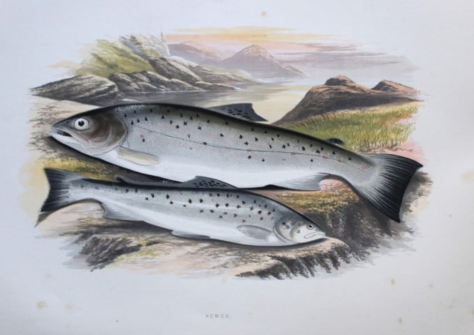 Rev Houghton - Sewen 1895: This print is from British Fresh-Water Fishes by the Rev. William Houghton. Printed by Benjamin Fawcett and published by William MacKenzie of London in 1895. Original 129 year old hand-coloured wood e