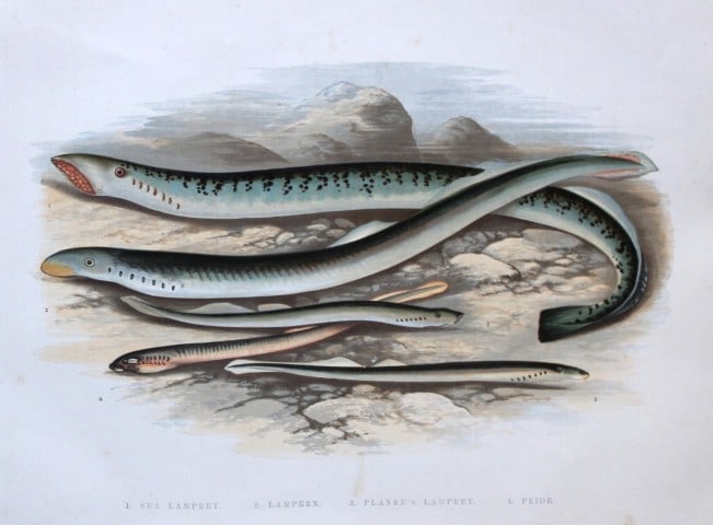 Rev Houghton - Lampreys 1895: This print is from British Fresh-Water Fishes by the Rev. William Houghton. Printed by Benjamin Fawcett and published by William MacKenzie of London in 1895. Original 129 year old hand-coloured wood e