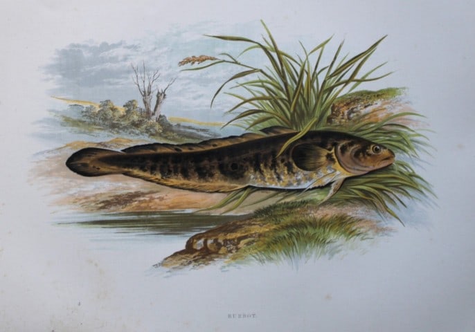 Rev Houghton - Burbot 1895: This print is from British Fresh-Water Fishes by the Rev. William Houghton. Printed by Benjamin Fawcett and published by William MacKenzie of London in 1895. Original 129 year old hand-coloured wood e