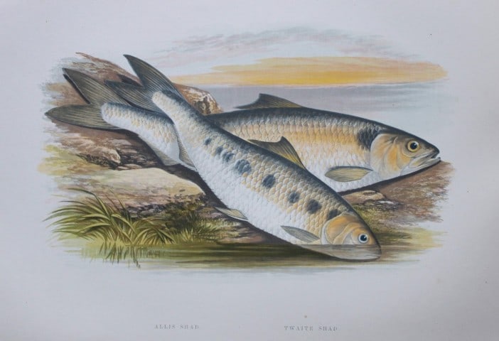 Rev Houghton - Allis Shad and Twaite Shad 1895: This print is from British Fresh-Water Fishes by the Rev. William Houghton. Printed by Benjamin Fawcett and published by William MacKenzie of London in 1895. Original 129 year old hand-coloured wood e