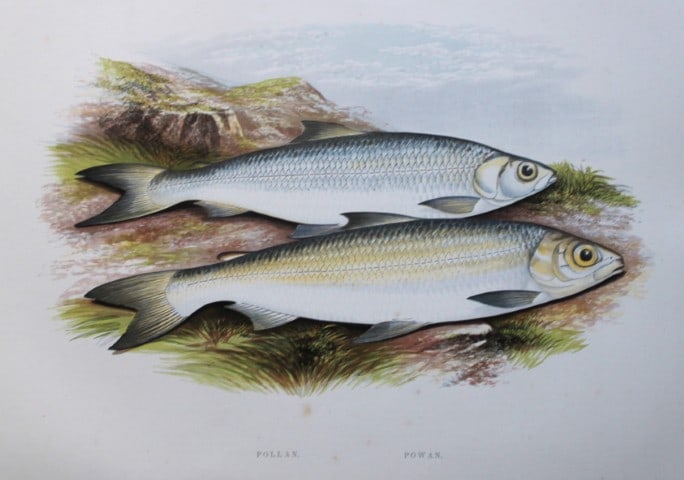 Rev Houghton - Pollan and Powan 1895: This print is from British Fresh-Water Fishes by the Rev. William Houghton. Printed by Benjamin Fawcett and published by William MacKenzie of London in 1895. Original 129 year old hand-coloured wood e