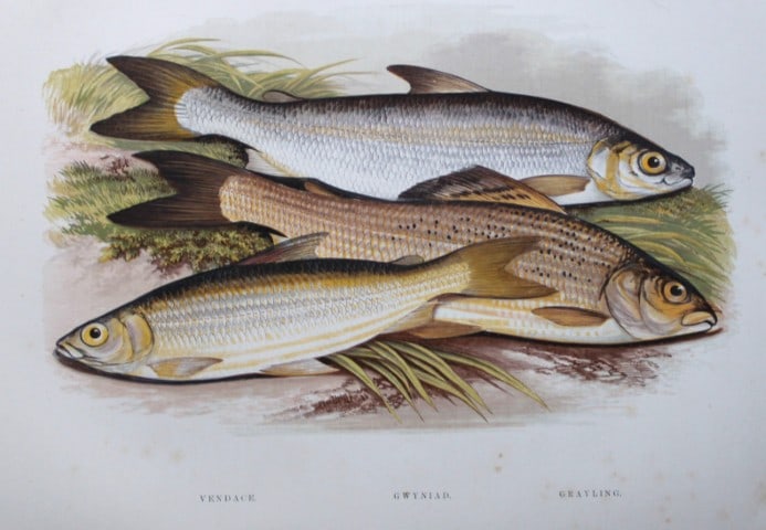 Rev Houghton - Vendace, Gwyniad and Grayling 1895: This print is from British Fresh-Water Fishes by the Rev. William Houghton. Printed by Benjamin Fawcett and published by William MacKenzie of London in 1895. Original 129 year old hand-coloured wood e