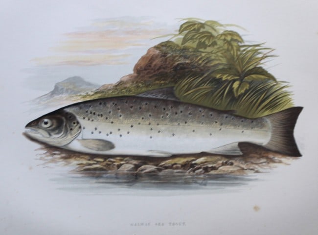 Rev Houghton - Galway Sea Trout 1895: This print is from British Fresh-Water Fishes by the Rev. William Houghton. Printed by Benjamin Fawcett and published by William MacKenzie of London in 1895. Original 129 year old hand-coloured wood e