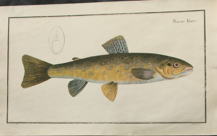 Marcus Bloch - Salmo Fario or Brown Trout 1785: This is an original hand-coloured engraving of a Brown Trout (Salmo Fario) from Marcus Elieser Bloch's Oeconomische Naturgeschichte der Fische Deutschlands printed between 1785 and 1797.The copper-pla