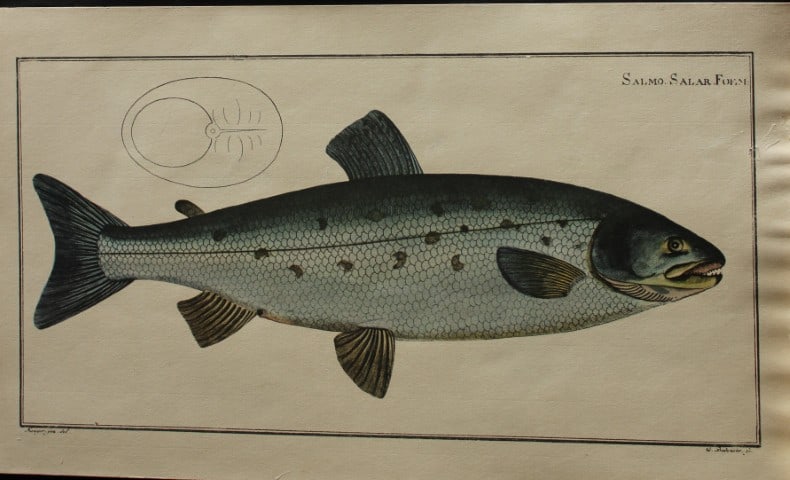 Marcus Bloch - Salmo Salar or Atlantic Salmon 1785: This is an original hand-coloured engraving of the Atlantic Salmon (Salmo Salar) from Marcus Elieser Bloch'sOeconomische Naturgeschichte der Fische Deutschlands printed between 1785 and 1797.The coppe