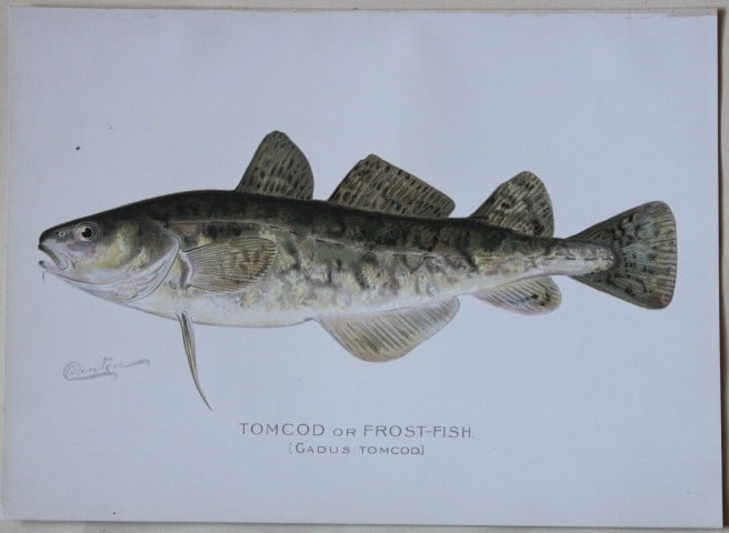 Sherman Denton - Tomcod c1895: This plate is by Sherman F. Denton from the Forest, Fish and Game Commision NYS Annual Reports 1895-1900. Sherman Foote Denton (1856-1937) is best known for the nature drawings that he was commissione
