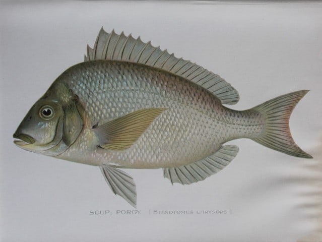 Sherman Denton - Scup Porgy c1895: This plate is by Sherman F. Denton from the Forest, Fish and Game Commision NYS Annual Reports 1895-1900. Sherman Foote Denton (1856-1937) is best known for the nature drawings that he was commissione