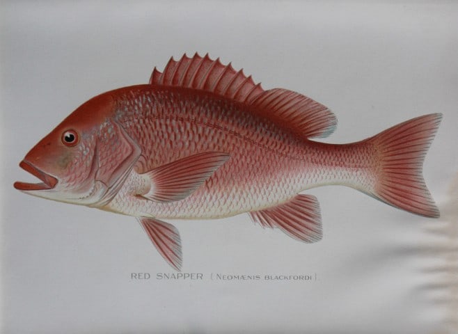 Sherman Denton - Red Snapper c1895: This plate is by Sherman F. Denton from the Forest, Fish and Game Commision NYS Annual Reports 1895-1900. Sherman Foote Denton (1856-1937) is best known for the nature drawings that he was commissione