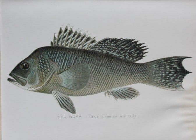 Sherman Denton - Sea Bass c1895: This plate is by Sherman F. Denton from the Forest, Fish and Game Commision NYS Annual Reports 1895-1900. Sherman Foote Denton (1856-1937) is best known for the nature drawings that he was commissione