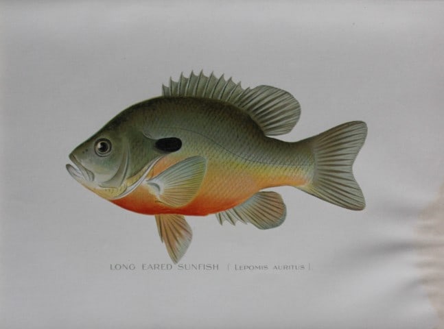Sherman Denton - Lond Eared Sunfish c1895: This plate is by Sherman F. Denton from the Forest, Fish and Game Commision NYS Annual Reports 1895-1900. Sherman Foote Denton (1856-1937) is best known for the nature drawings that he was commissione