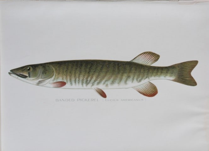 Sherman Denton - Banded Pickerel c1895: This plate is by Sherman F. Denton from the Forest, Fish and Game Commision NYS Annual Reports 1895-1900. Sherman Foote Denton (1856-1937) is best known for the nature drawings that he was commissione