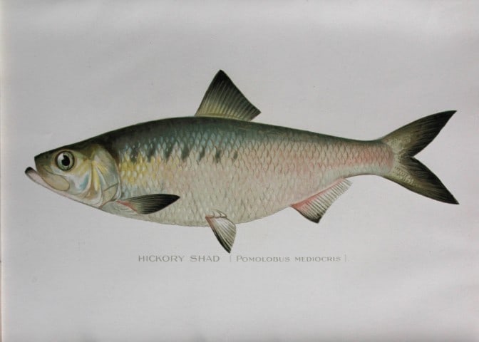 Sherman Denton - Hickory Shad c1895: This plate is by Sherman F. Denton from the Forest, Fish and Game Commision NYS Annual Reports 1895-1900. Sherman Foote Denton (1856-1937) is best known for the nature drawings that he was commissione