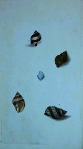 Edward Donovan - Hand-coloured engraving of shells 1800: This beautiful hand-coloured engraving is from The Natural History of British Shells by Edward Donovan. Printed by F and C Rivington, London 1800. These prints are prized for their artistry and compos