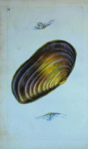 Edward Donovan - Hand-coloured engraving of shells 1800: This beautiful hand-coloured engraving is from The Natural History of British Shells by Edward Donovan. Printed by F and C Rivington, London 1800. These prints are prized for their artistry and compos