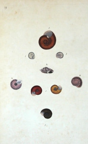 Edward Donovan - Hand-coloured engraving of shells 1800: This beautiful hand-coloured engraving is from The Natural History of British Shells by Edward Donovan. Printed by F and C Rivington, London 1800. These prints are prized for their artistry and compos