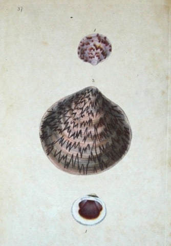 Edward Donovan - Hand-coloured engraving of shells 1800: This beautiful hand-coloured engraving is from The Natural History of British Shells by Edward Donovan. Printed by F and C Rivington, London 1800. These prints are prized for their artistry and compos
