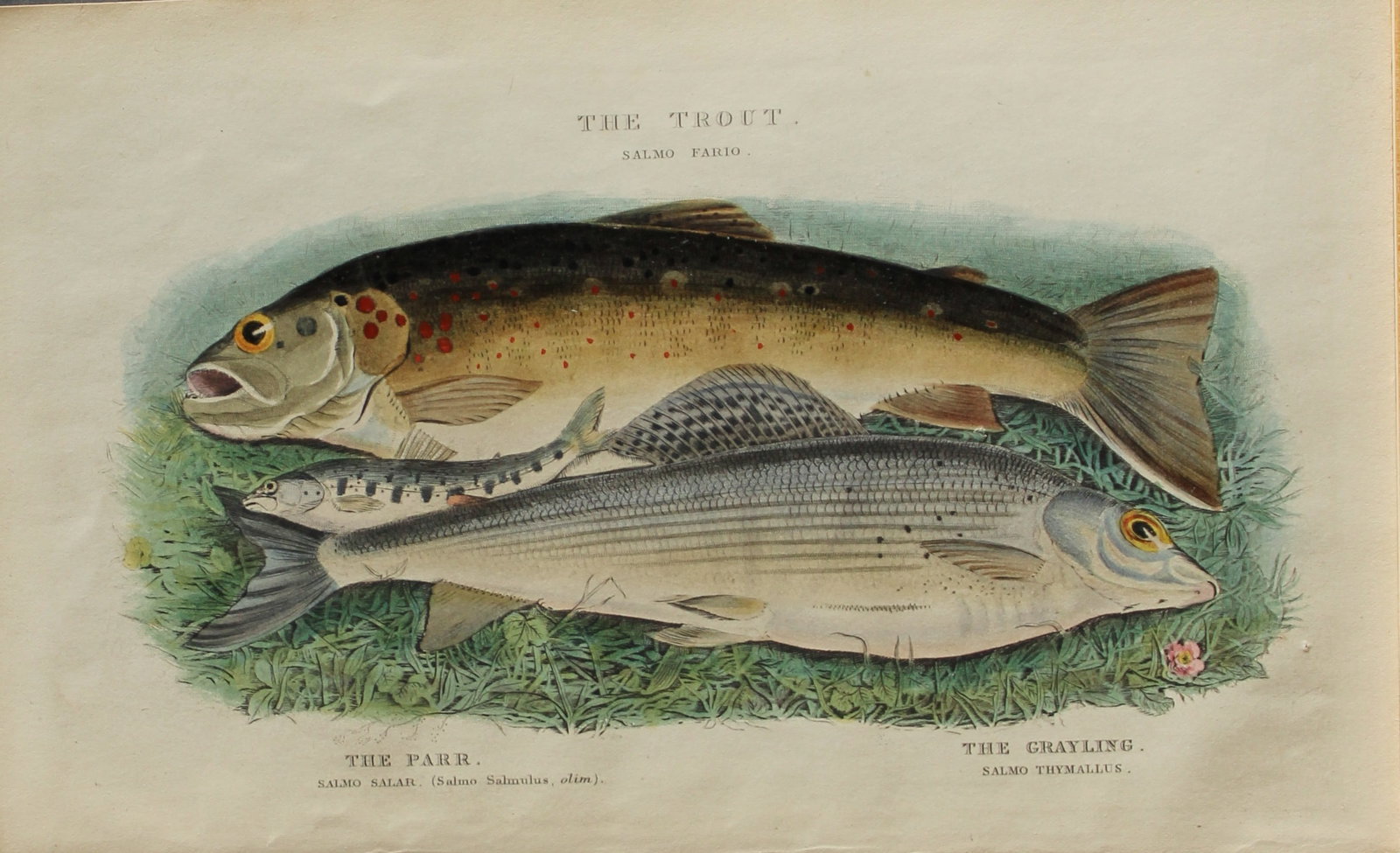 Alfred Ronald - Fly fishing engraving 1868: This hand-coloured engraving is from The Fly-Fisher?s Entomology by Alfred Ronald published in London by Longman, Green, Longman, & Roberts, 1868.The Fly-Fisher's Entomology, first published in 1836, 