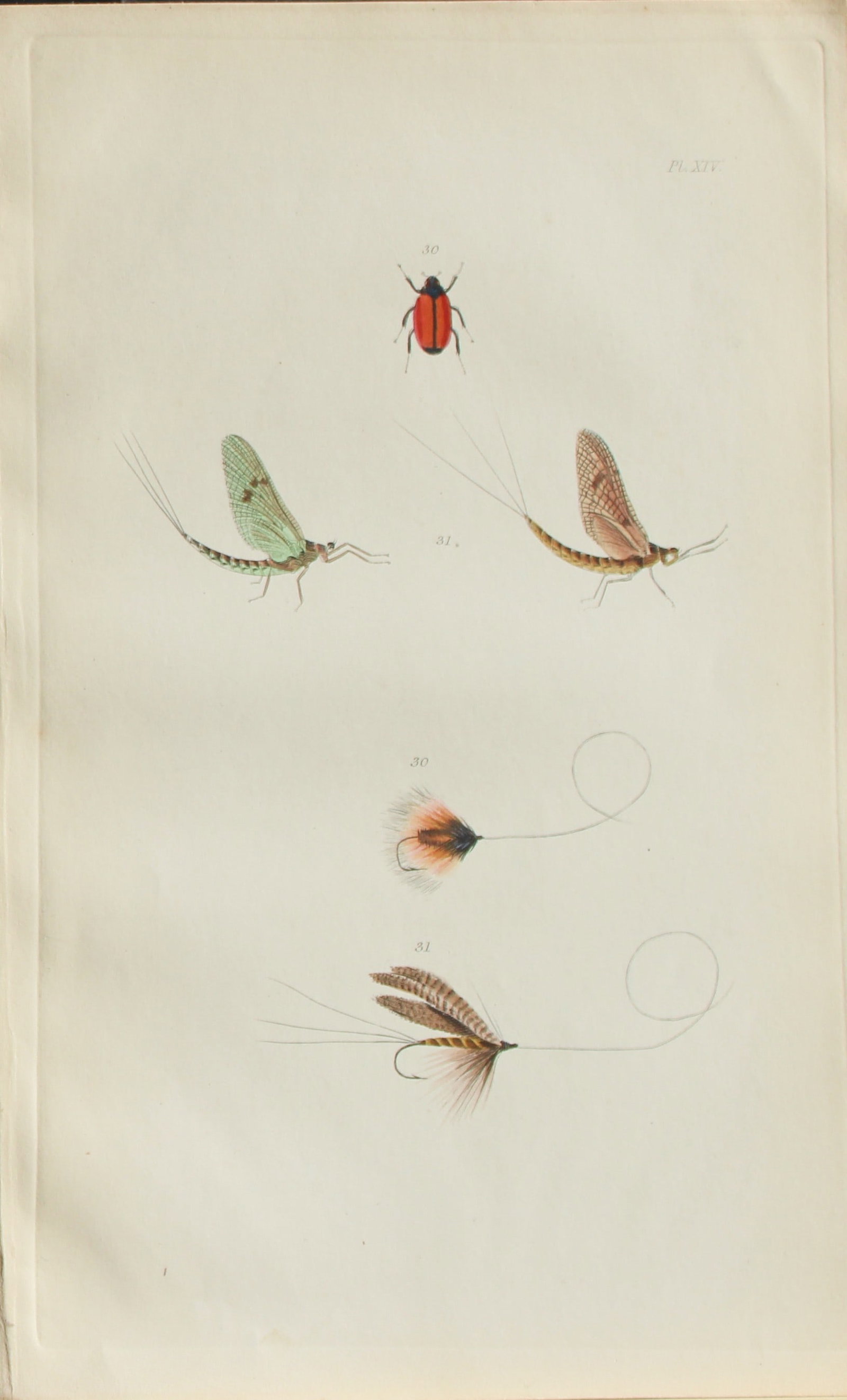 Alfred Ronald - Fly fishing engraving 1868: This hand-coloured engraving is from The Fly-Fisher?s Entomology by Alfred Ronald published in London by Longman, Green, Longman, & Roberts, 1868.The Fly-Fisher's Entomology, first published in 1836, 