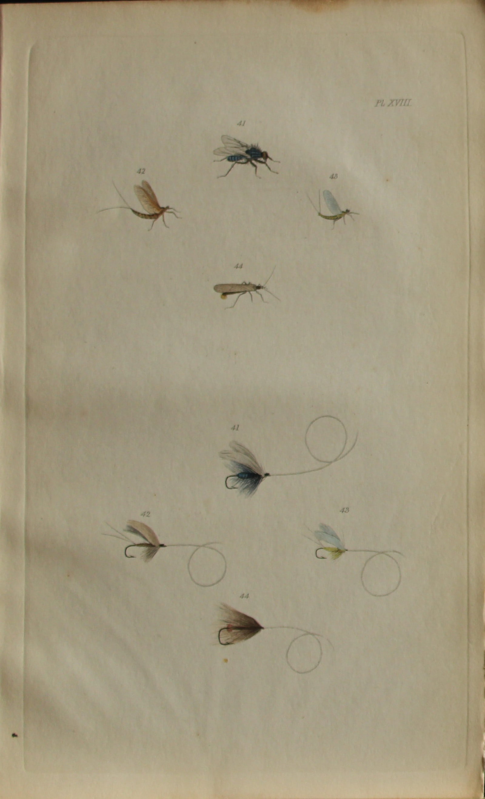 Alfred Ronald - Fly fishing engraving 1868: This hand-coloured engraving is from The Fly-Fisher?s Entomology by Alfred Ronald published in London by Longman, Green, Longman, & Roberts, 1868.The Fly-Fisher's Entomology, first published in 1836, 