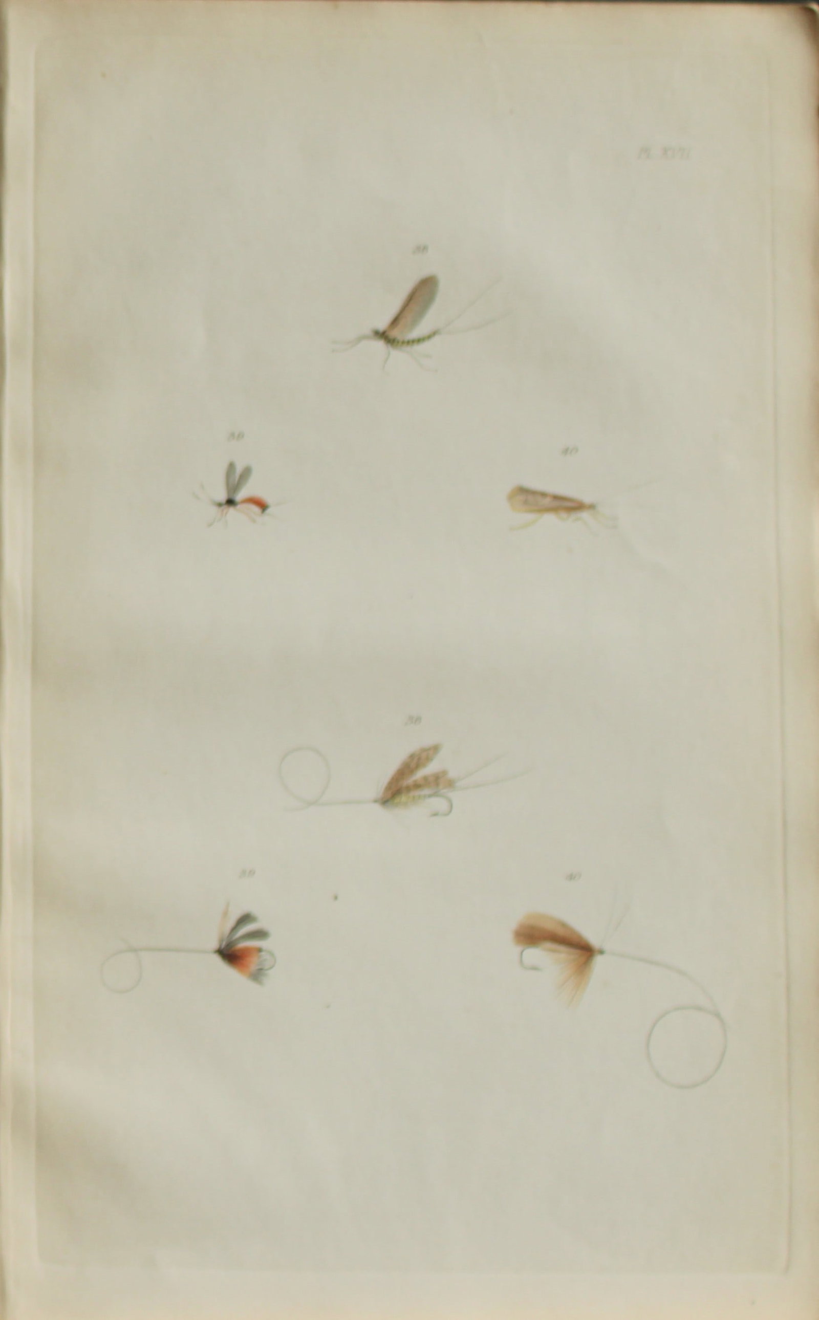 Alfred Ronald - Fly fishing engraving 1868: This hand-coloured engraving is from The Fly-Fisher?s Entomology by Alfred Ronald published in London by Longman, Green, Longman, & Roberts, 1868.The Fly-Fisher's Entomology, first published in 1836, 