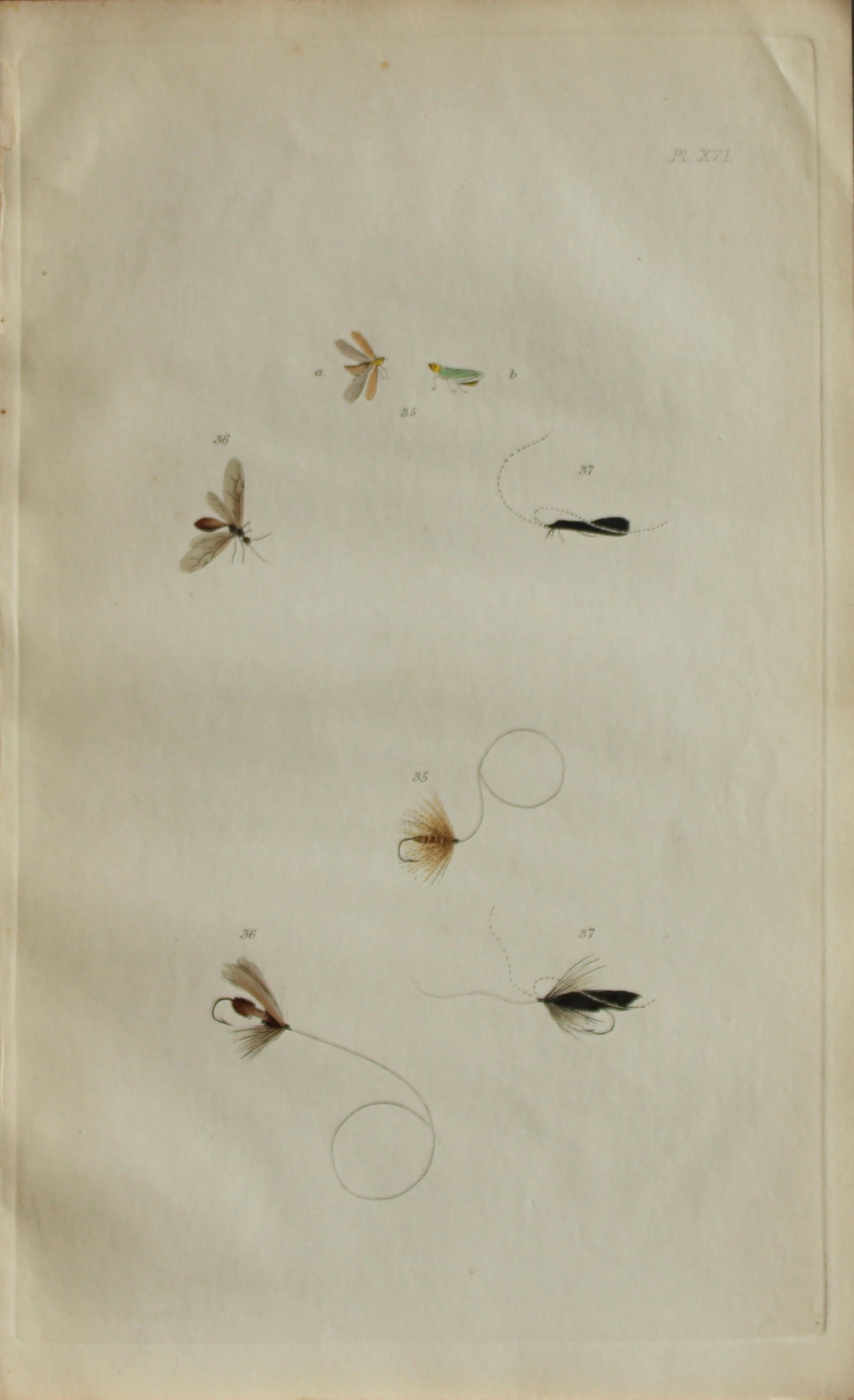 Alfred Ronald - Fly fishing engraving 1868: This hand-coloured engraving is from The Fly-Fisher?s Entomology by Alfred Ronald published in London by Longman, Green, Longman, & Roberts, 1868.The Fly-Fisher's Entomology, first published in 1836, 