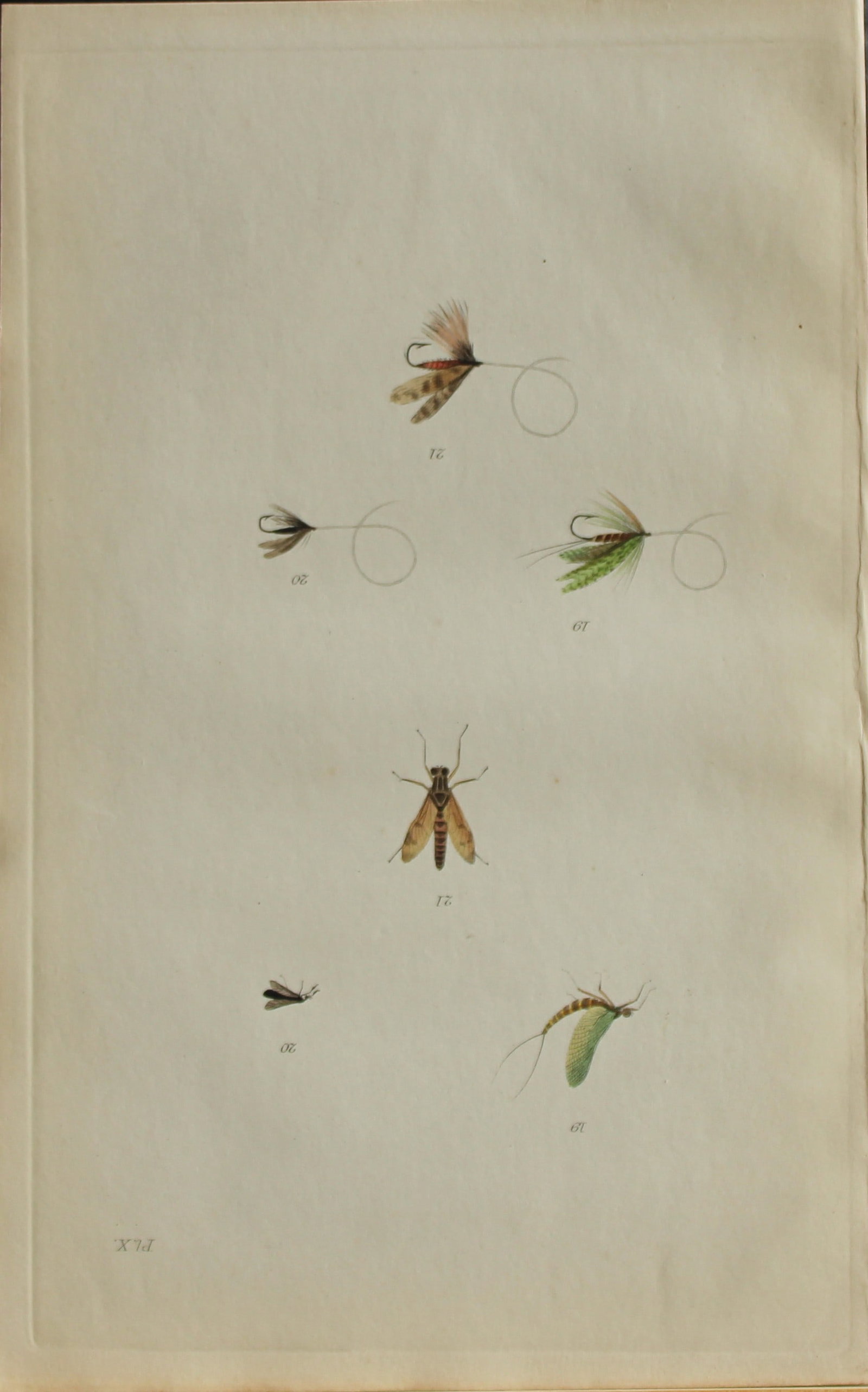 Alfred Ronald - Fly fishing engraving 1868: This hand-coloured engraving is from The Fly-Fisher?s Entomology by Alfred Ronald published in London by Longman, Green, Longman, & Roberts, 1868.The Fly-Fisher's Entomology, first published in 1836, 