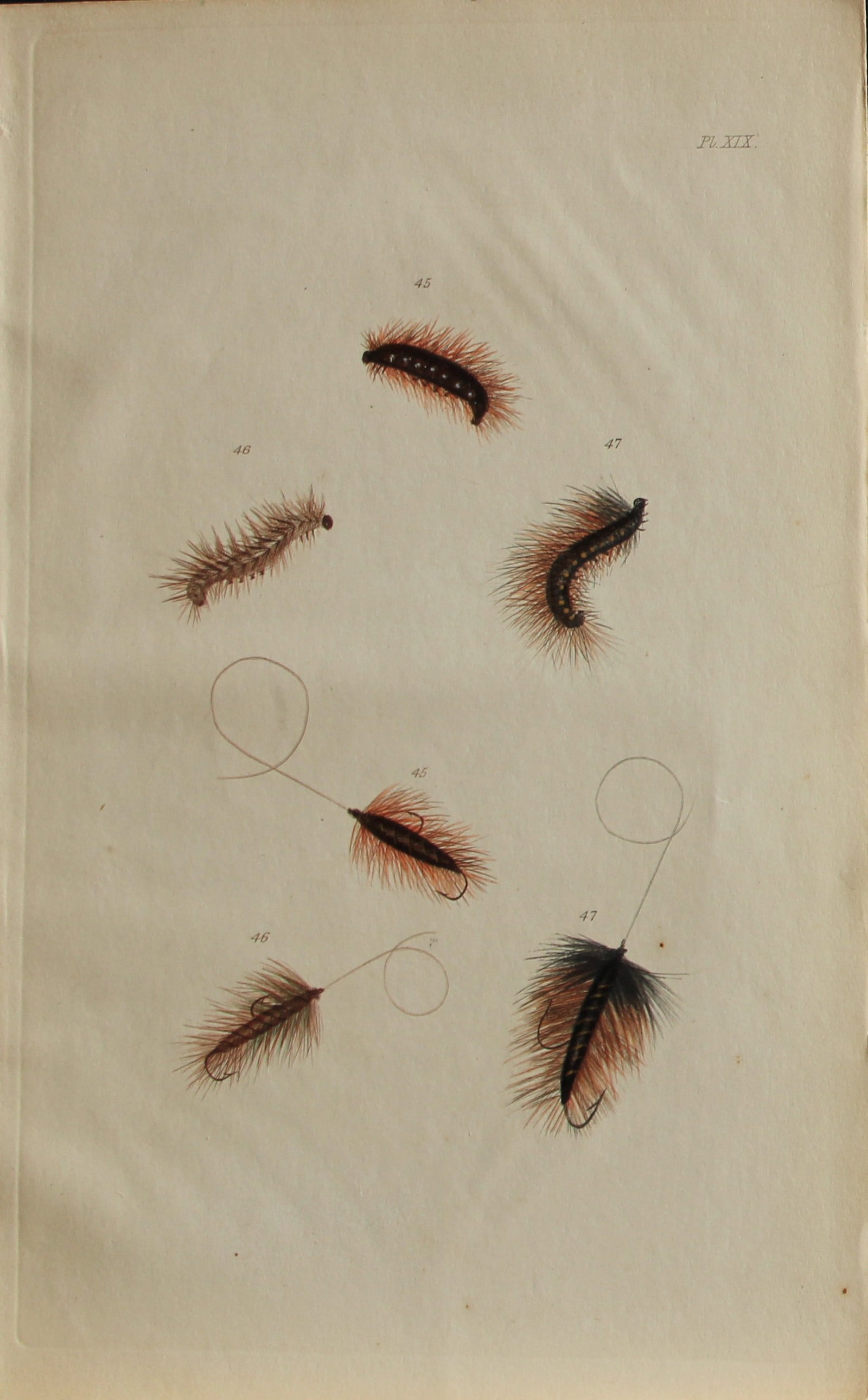 Alfred Ronald - Fly fishing engraving 1868: This hand-coloured engraving is from The Fly-Fisher?s Entomology by Alfred Ronald published in London by Longman, Green, Longman, & Roberts, 1868.The Fly-Fisher's Entomology, first published in 1836, 
