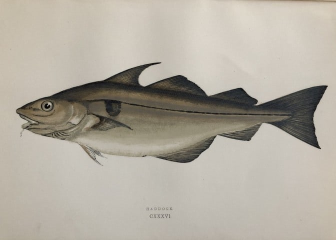 Jonathan Couch - Hand coloured print of the Haddock 1877: This original antique woodblock hand-coloured print is from History of the Fishes of the British Islands by Jonathan Couch. Published in 1877. This work is regarded as one of the fundamental contribut