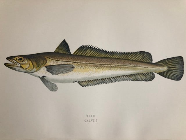 Jonathan Couch - Hand coloured print of the Hake 1877: This original antique woodblock hand-coloured print is from History of the Fishes of the British Islands by Jonathan Couch. Published in 1877. This work is regarded as one of the fundamental contribut