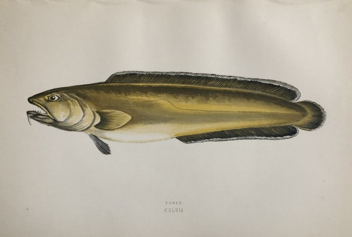 Jonathan Couch - Hand coloured print of the Torsk 1877: This original antique woodblock hand-coloured print is from History of the Fishes of the British Islands by Jonathan Couch. Published in 1877. This work is regarded as one of the fundamental contribut