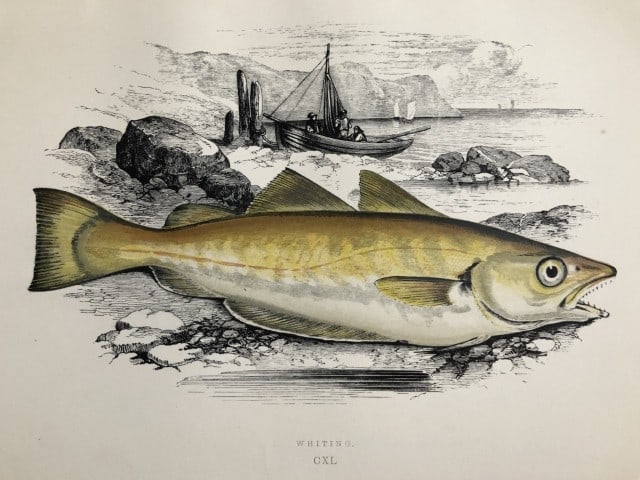 Jonathan Couch - Hand coloured print of the Whiting 1877: This original antique woodblock hand-coloured print is from History of the Fishes of the British Islands by Jonathan Couch. Published in 1877. This work is regarded as one of the fundamental contribut