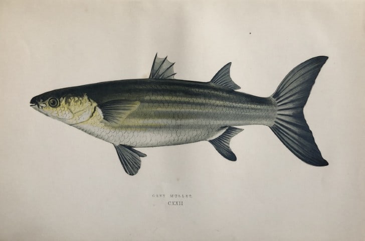 Jonathan Couch - Hand coloured print of the Grey Mullet 1877: This original antique woodblock hand-coloured print is from History of the Fishes of the British Islands by Jonathan Couch. Published in 1877. This work is regarded as one of the fundamental contribut