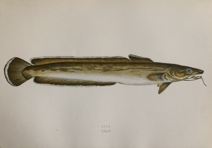Jonathan Couch - Hand coloured print of the Ling 1877: This original antique woodblock hand-coloured print is from History of the Fishes of the British Islands by Jonathan Couch. Published in 1877. This work is regarded as one of the fundamental contribut