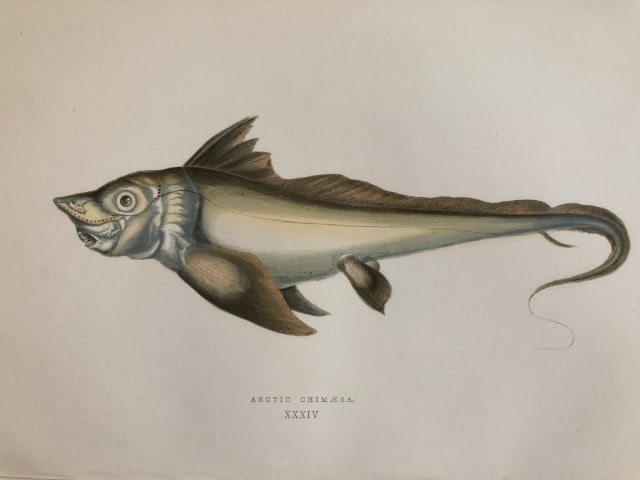 Jonathan Couch - Hand coloured print of the Arctic Chimera 1877: This original antique woodblock hand-coloured print is from History of the Fishes of the British Islands by Jonathan Couch. Published in 1877. This work is regarded as one of the fundamental contribut