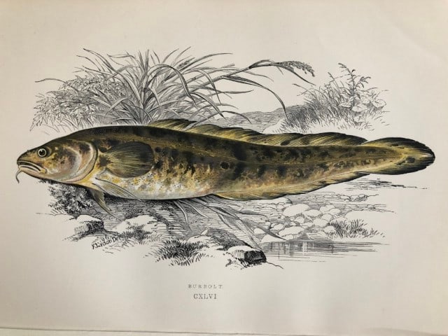 Jonathan Couch - Hand coloured print of the Burbolt 1877: This original antique woodblock hand-coloured print is from History of the Fishes of the British Islands by Jonathan Couch. Published in 1877. This work is regarded as one of the fundamental contribut