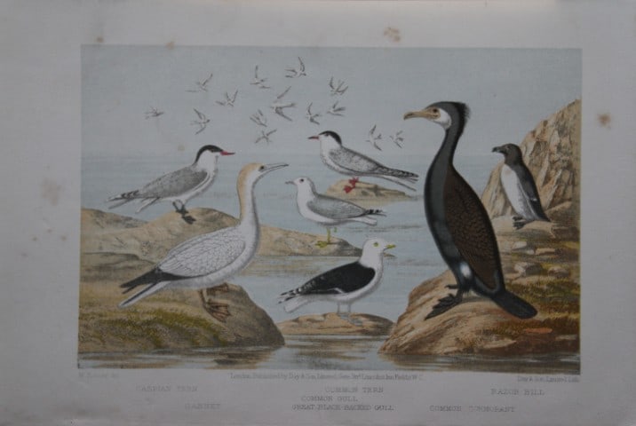 L Lloyd - Terns and Gulls by Korner 1867: This chromolithograph is from The Game Birds and Wild Fowl of Sweden and Norway by Llewelyn Lloyd.This natural history book features detailed accounts and chromolithographs of Scandinavian fauna.Publi