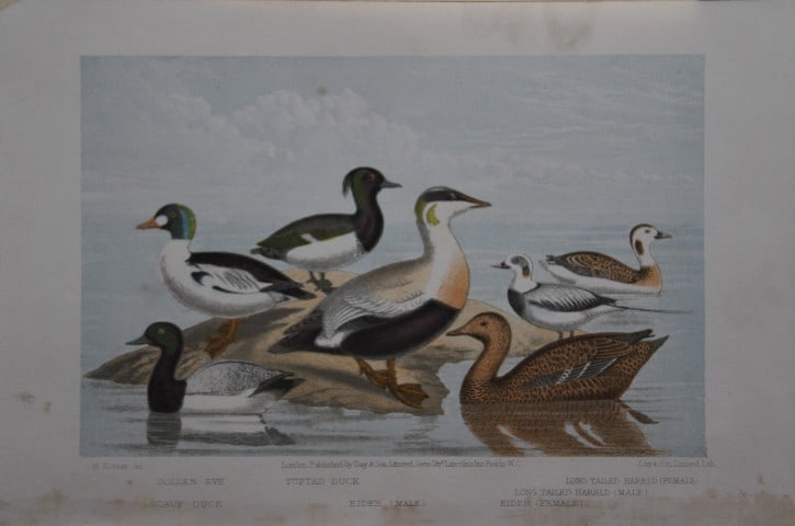 L Lloyd - Ducks by Korner 1867: This chromolithograph is from The Game Birds and Wild Fowl of Sweden and Norway by Llewelyn Lloyd.This natural history book features detailed accounts and chromolithographs of Scandinavian fauna.Publi