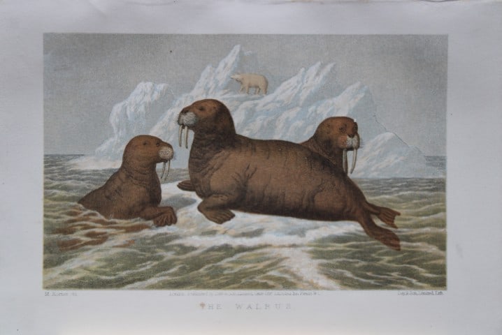 L Lloyd - The Walrus by Korner 1867: This chromolithograph is from The Game Birds and Wild Fowl of Sweden and Norway by Llewelyn Lloyd.This natural history book features detailed accounts and chromolithographs of Scandinavian fauna.Publi