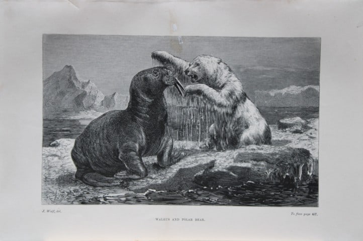 L Lloyd - Walrus and Polar Bear by J Wolf 1867: This chromolithograph is from The Game Birds and Wild Fowl of Sweden and Norway by Llewelyn Lloyd.This natural history book features detailed accounts and chromolithographs of Scandinavian fauna.Publi