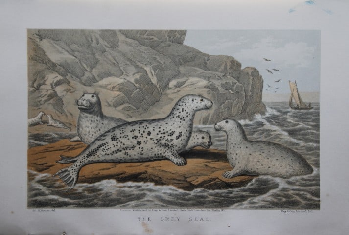L Lloyd - The Grey Seal by Korner 1867: This chromolithograph is from The Game Birds and Wild Fowl of Sweden and Norway by Llewelyn Lloyd.This natural history book features detailed accounts and chromolithographs of Scandinavian fauna.Publi