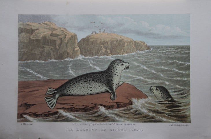 L Lloyd - The Marble or Ringed Seal by Korner 1867: This chromolithograph is from The Game Birds and Wild Fowl of Sweden and Norway by Llewelyn Lloyd.This natural history book features detailed accounts and chromolithographs of Scandinavian fauna.Publi