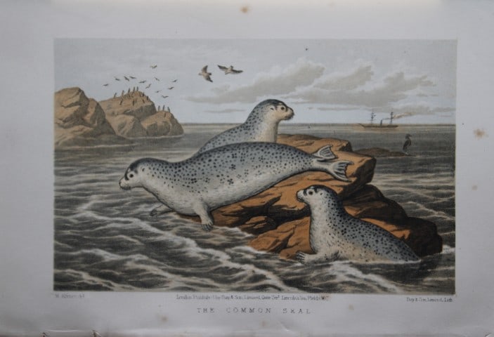 L Lloyd - The Common Seal by Korner 1867: This chromolithograph is from The Game Birds and Wild Fowl of Sweden and Norway by Llewelyn Lloyd.This natural history book features detailed accounts and chromolithographs of Scandinavian fauna.Publi